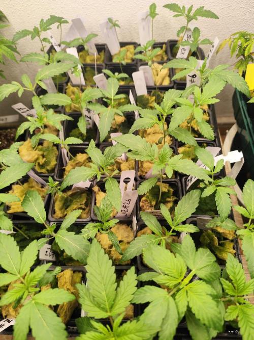 Phenohunting N1/2026 LCG x Vitamin Z. Week 4