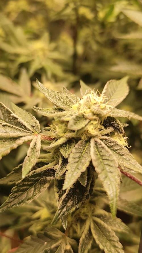 Hydro 🦄Cup-line