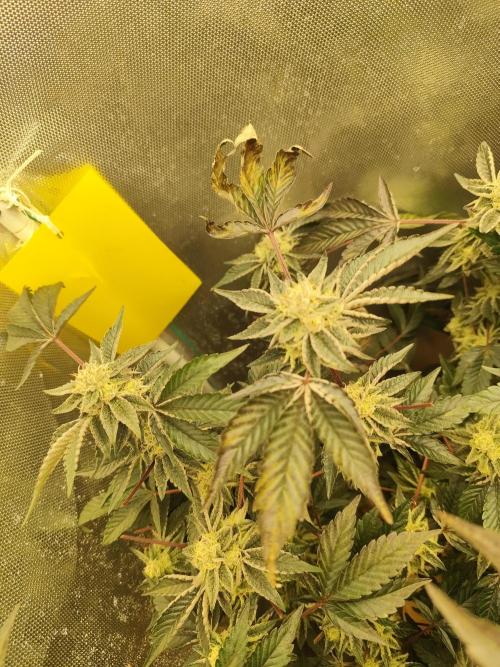 Hydro 🦄Cup-line. Week 8