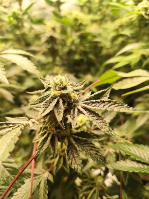 Hydro 🦄Cup-line. Week 8