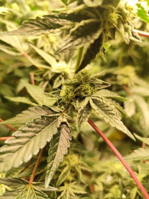 Hydro 🦄Cup-line. Week 8