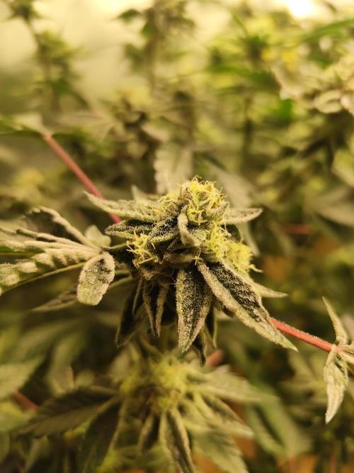 Hydro 🦄Cup-line. Week 8