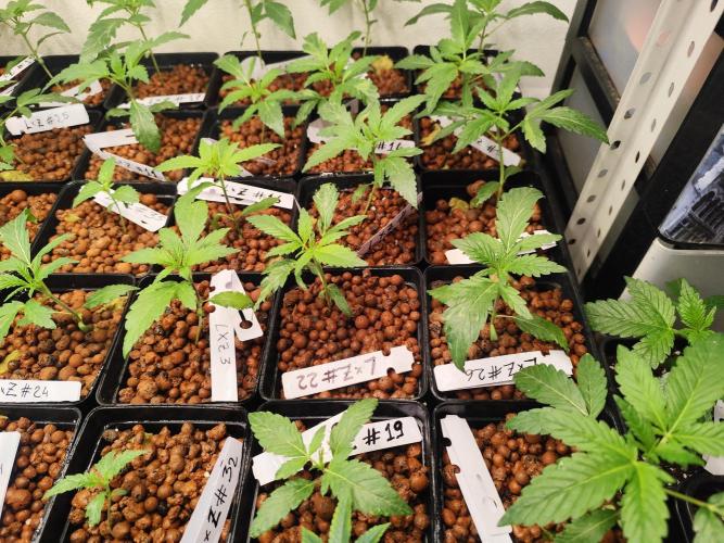 Phenohunting N1/2026 LCG x Vitamin Z. Week 5