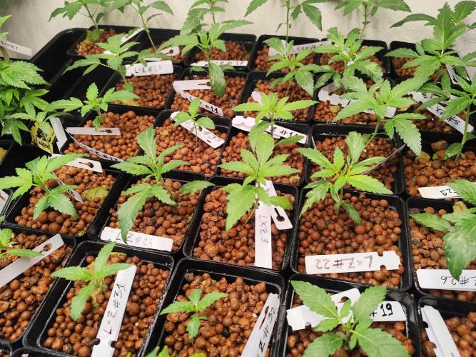 Phenohunting N1/2026 LCG x Vitamin Z. Week 5