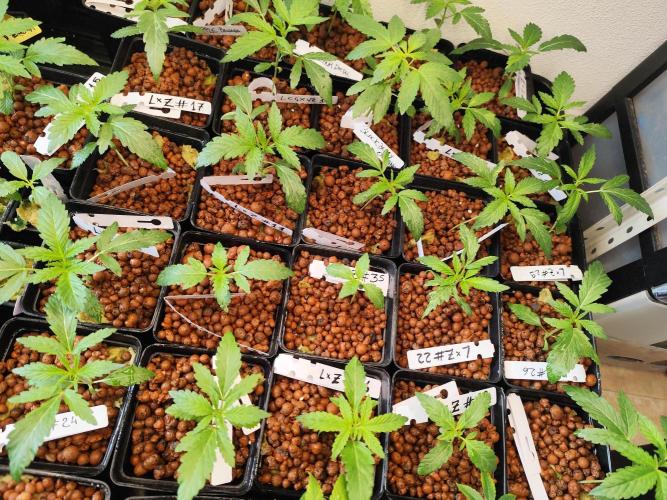 Phenohunting N1/2026 LCG x Vitamin Z. Week 5