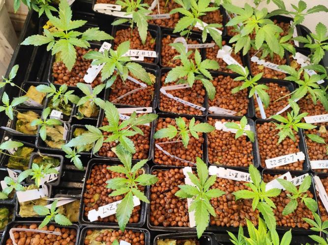 Phenohunting N1/2026 LCG x Vitamin Z. Week 5