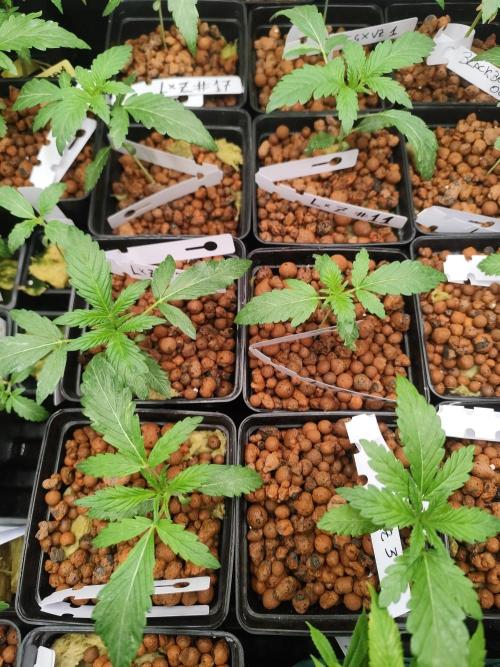 Phenohunting N1/2026 LCG x Vitamin Z. Week 5