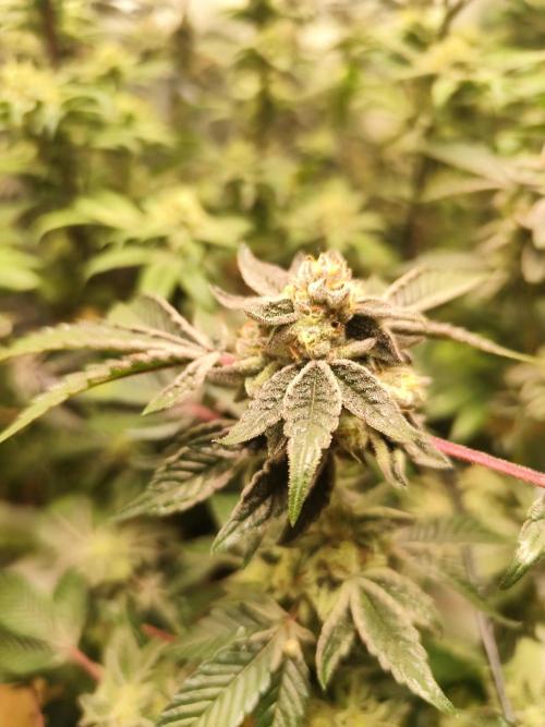 Hydro 🦄Cup-line. Week 9