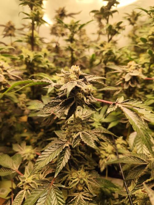 Hydro 🦄Cup-line. Week 9