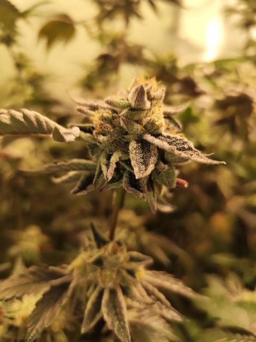 Hydro 🦄Cup-line. Week 9