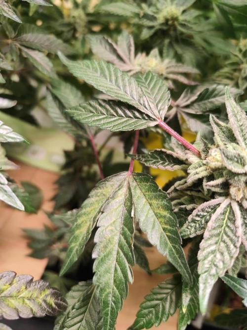 Hydro 🦄Cup-line. Week 9