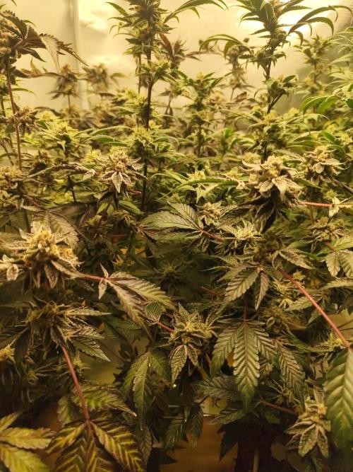 Hydro 🦄Cup-line. Week 9