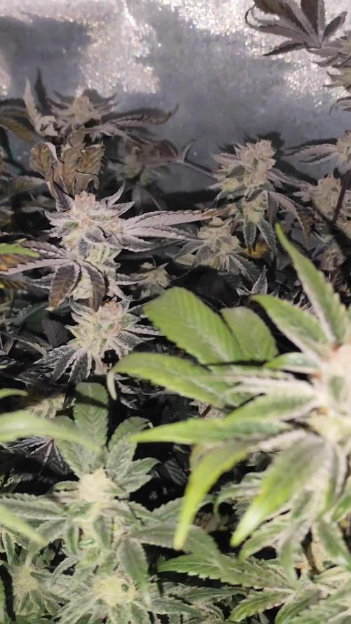 Hydro 🦄Cup-line