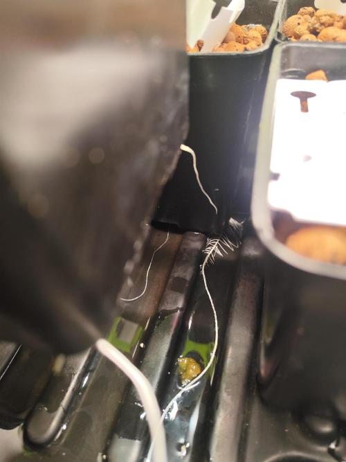 Phenohunting N1/2026 LCG x Vitamin Z. Week 6