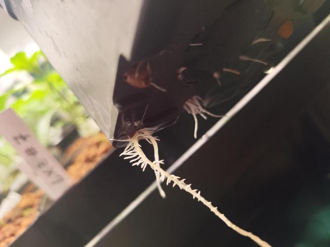 Phenohunting N1/2026 LCG x Vitamin Z. Week 6