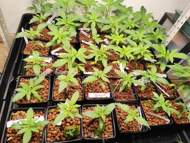 Phenohunting N1/2026 LCG x Vitamin Z. Week 6