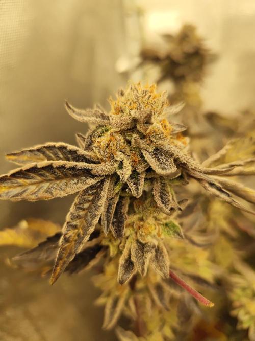 Hydro 🦄Cup-line. Week 10