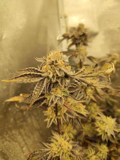 Hydro 🦄Cup-line. Week 10