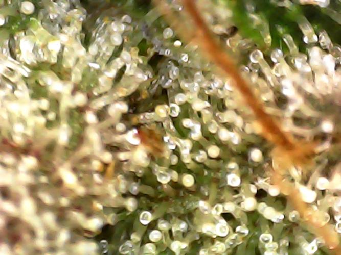 Hydro 🦄Cup-line. Week 10