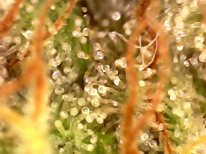 Hydro 🦄Cup-line. Week 10