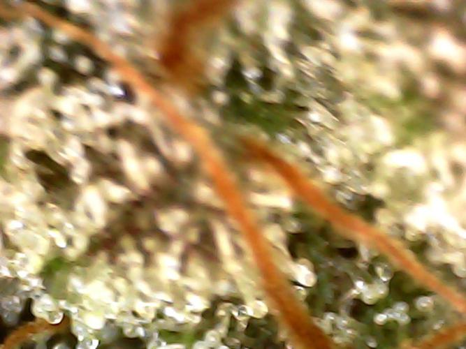 Hydro 🦄Cup-line. Week 10