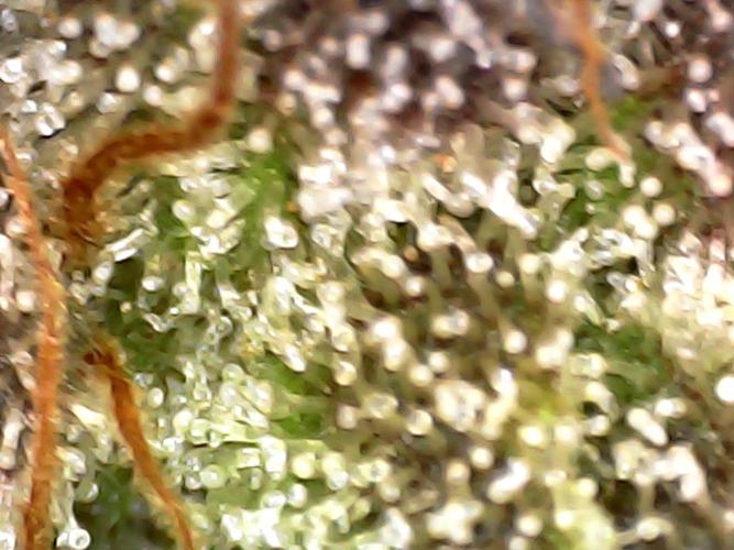 Hydro 🦄Cup-line. Week 10