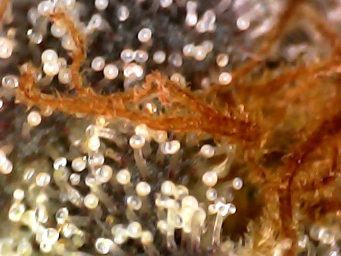 Hydro 🦄Cup-line. Week 10