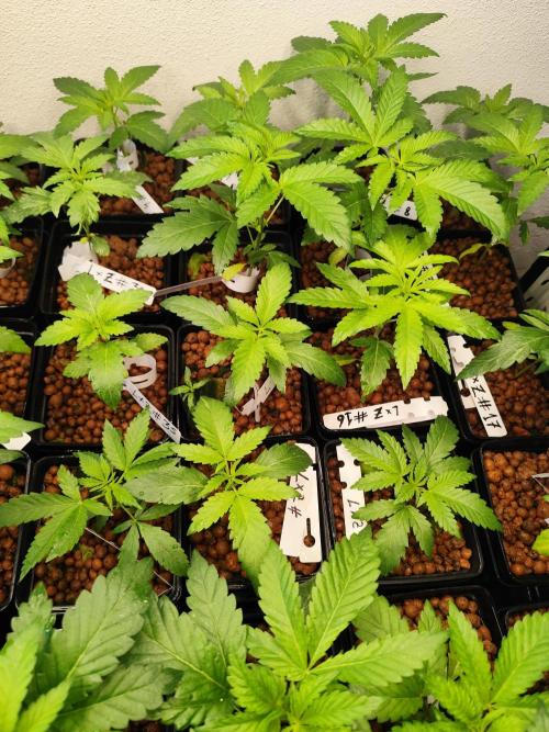 Phenohunting N1/2026 LCG x Vitamin Z. Week 7