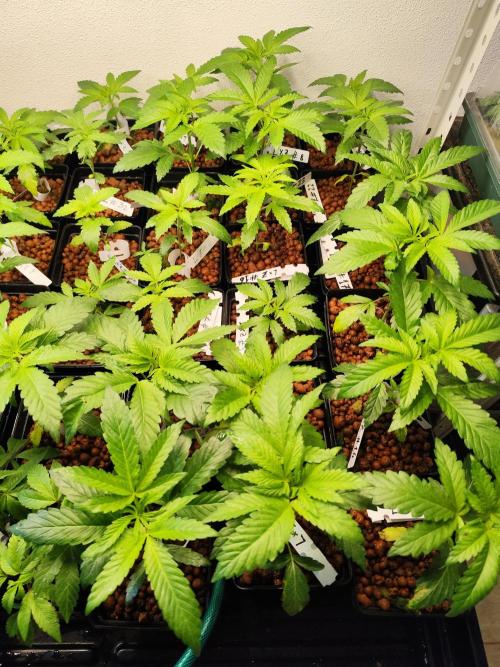 Phenohunting N1/2026 LCG x Vitamin Z. Week 7