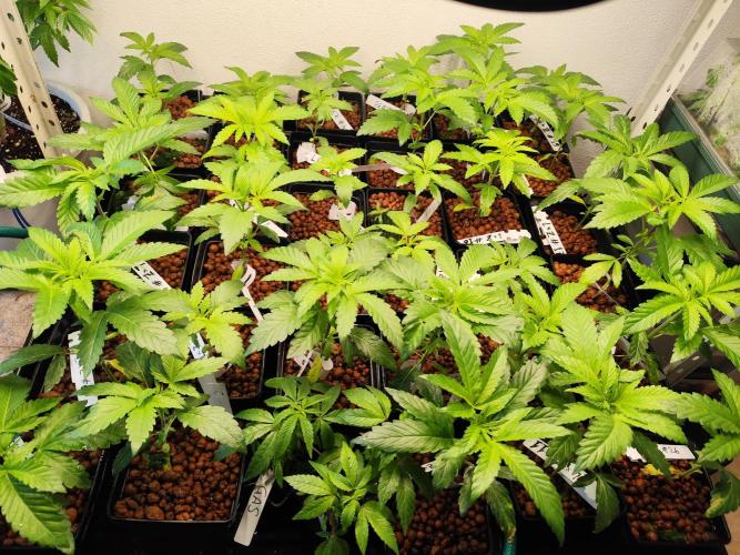 Phenohunting N1/2026 LCG x Vitamin Z. Week 7