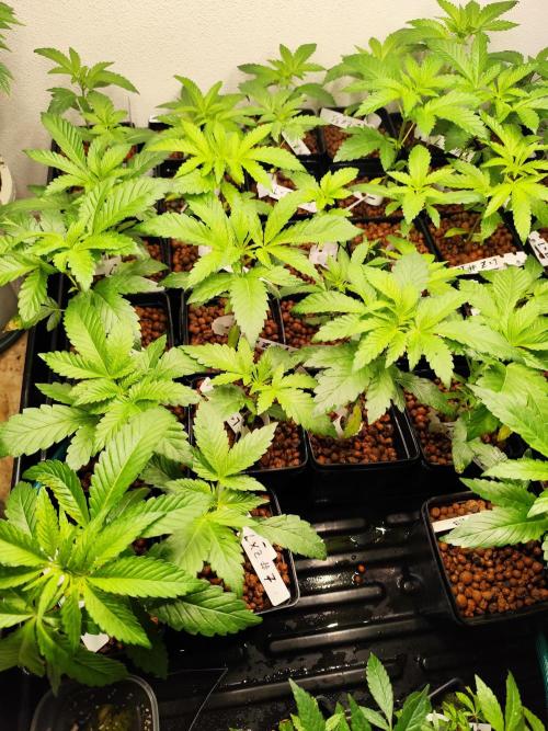 Phenohunting N1/2026 LCG x Vitamin Z. Week 7