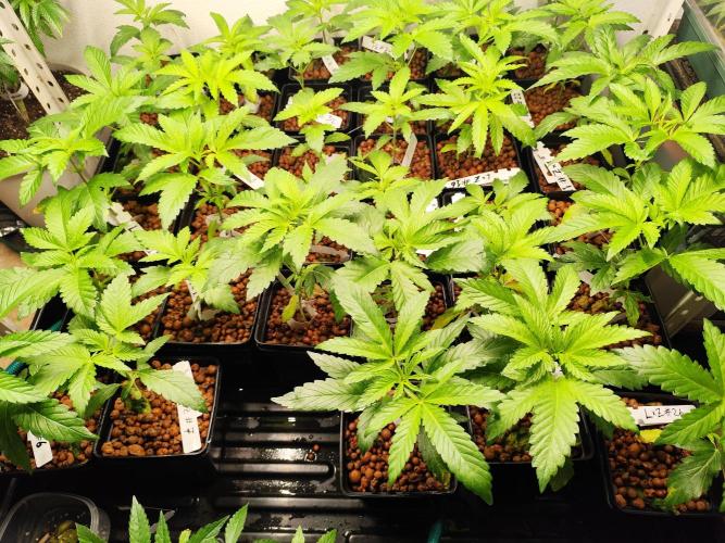 Phenohunting N1/2026 LCG x Vitamin Z. Week 7