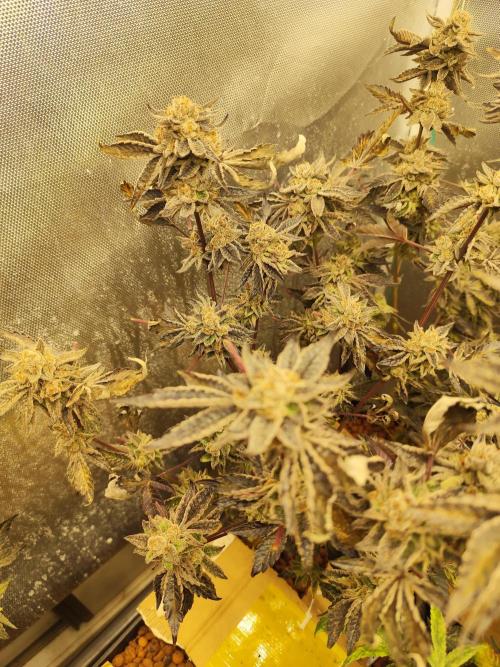 Hydro 🦄Cup-line. Week 10