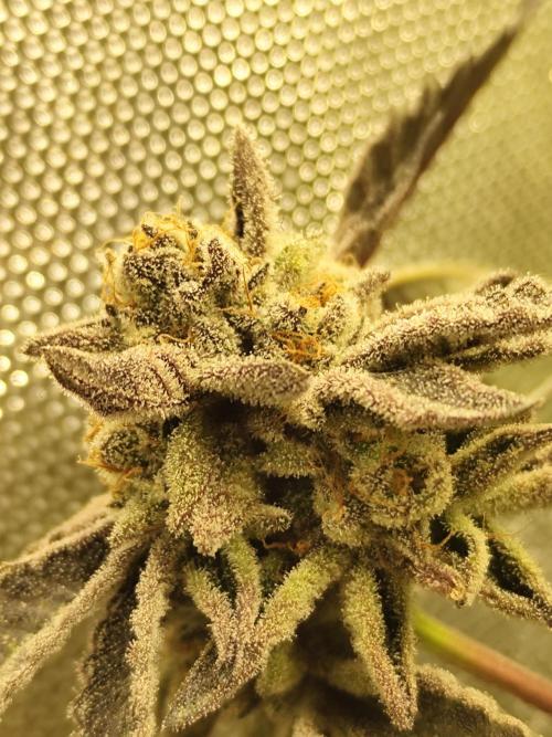 Hydro 🦄Cup-line. Week 10