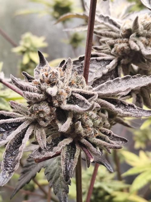 Hydro 🦄Cup-line. Week 10