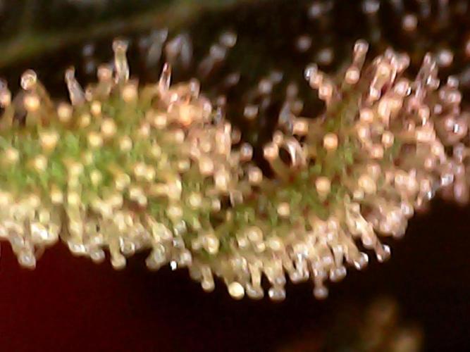 Hydro 🦄Cup-line. Week 10