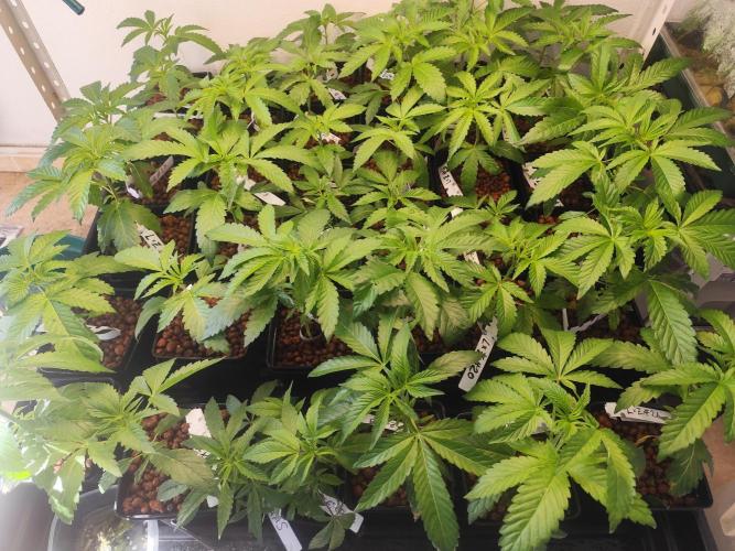 Phenohunting N1/2026 LCG x Vitamin Z. Week 7