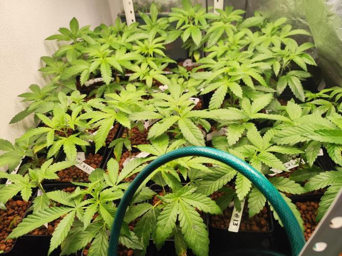 Phenohunting N1/2026 LCG x Vitamin Z. Week 7