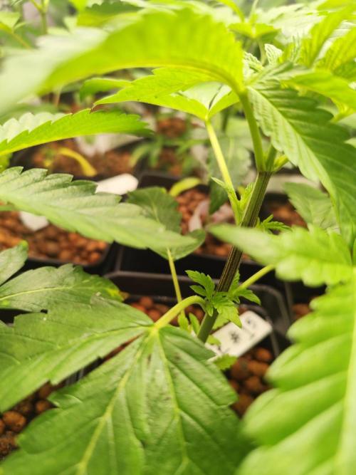 Phenohunting N1/2026 LCG x Vitamin Z. Week 7