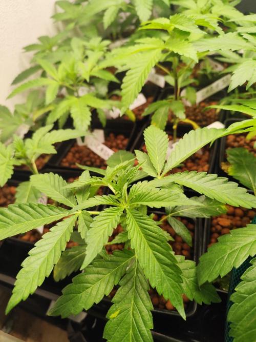 Phenohunting N1/2026 LCG x Vitamin Z. Week 7