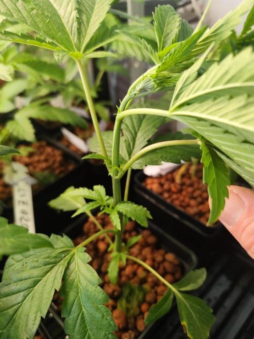 Phenohunting N1/2026 LCG x Vitamin Z. Week 7