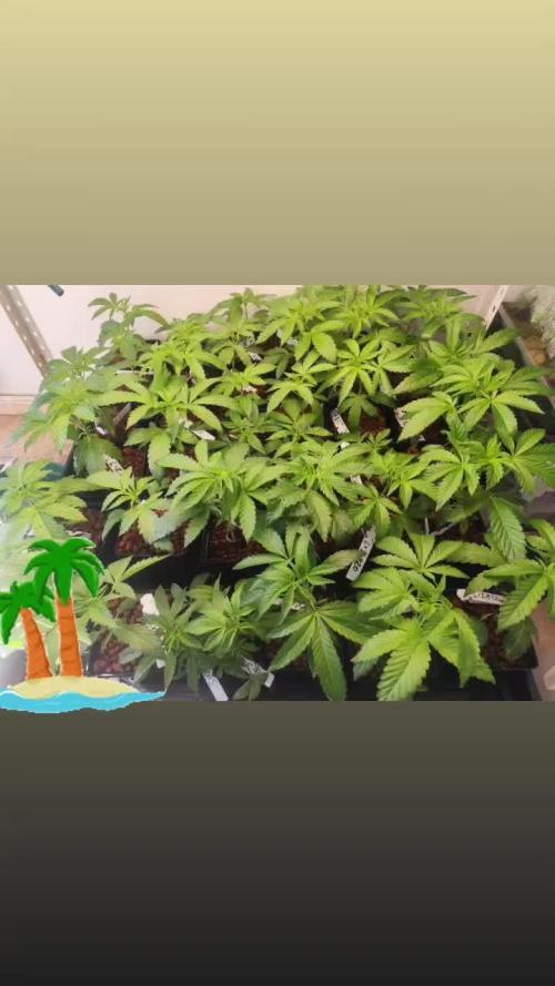 Phenohunting N1/2026 LCG x Vitamin Z