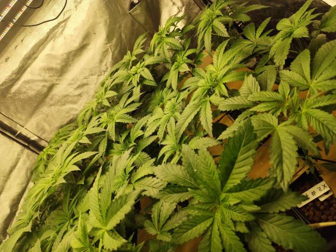 Phenohunting N1/2026 LCG x Vitamin Z. Week 8