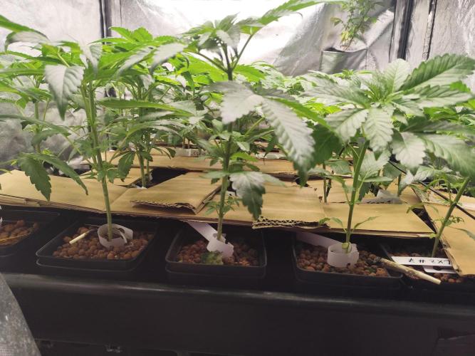 Phenohunting N1/2026 LCG x Vitamin Z. Week 8