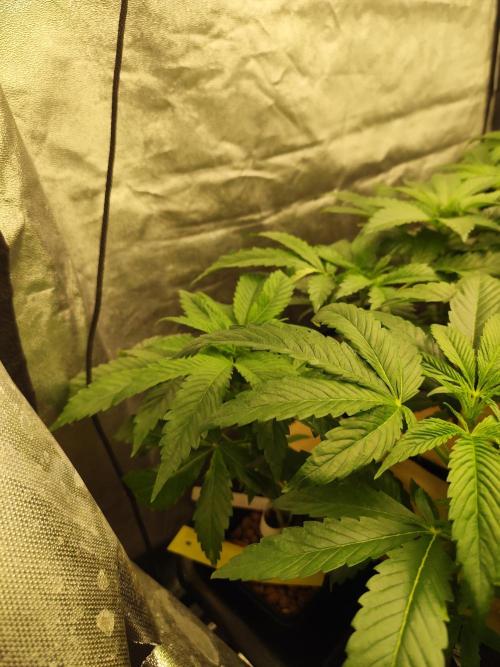 Phenohunting N1/2026 LCG x Vitamin Z. Week 8