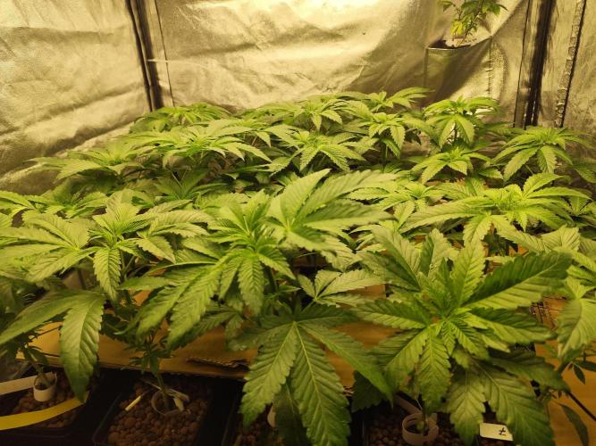 Phenohunting N1/2026 LCG x Vitamin Z. Week 8