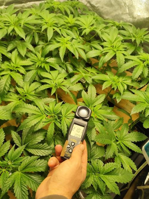 Phenohunting N1/2026 LCG x Vitamin Z. Week 8