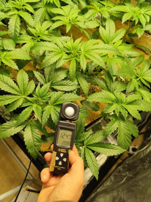 Phenohunting N1/2026 LCG x Vitamin Z. Week 8