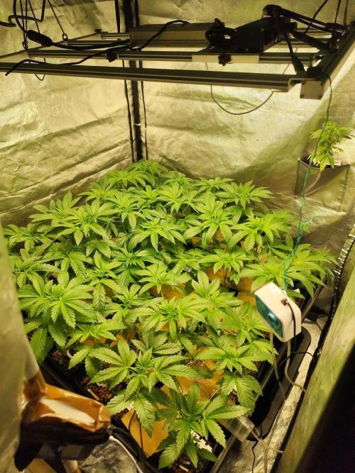 Phenohunting N1/2026 LCG x Vitamin Z. Week 8