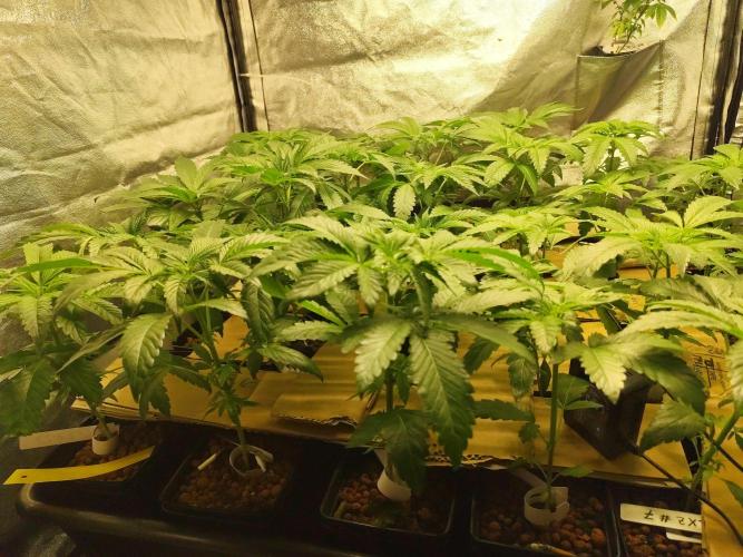 Phenohunting N1/2026 LCG x Vitamin Z. Week 8